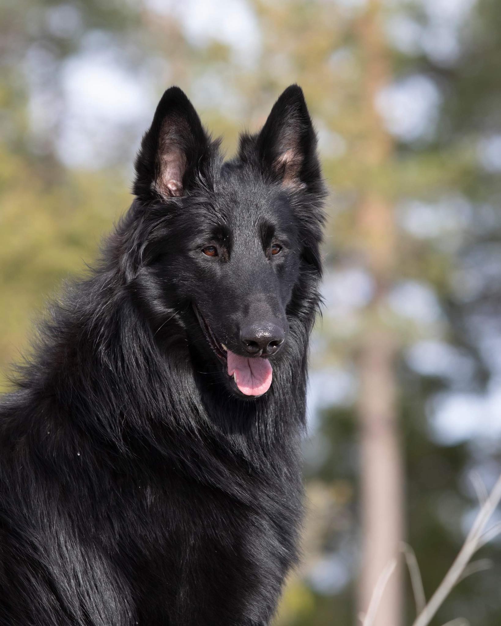 Cherokee Black Morion