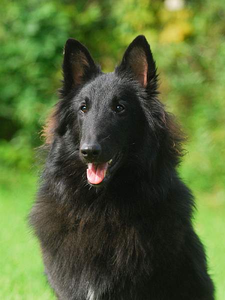 Elroy Black Morion