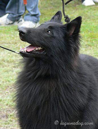 Eragon Black Morion