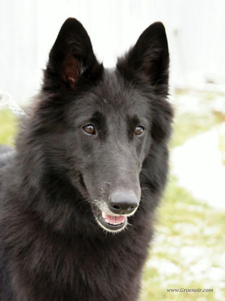Fuzzy Black Morion