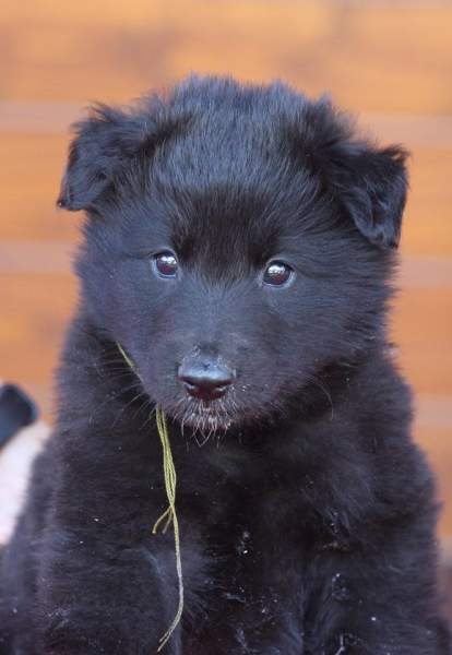 Ghost Black Morion