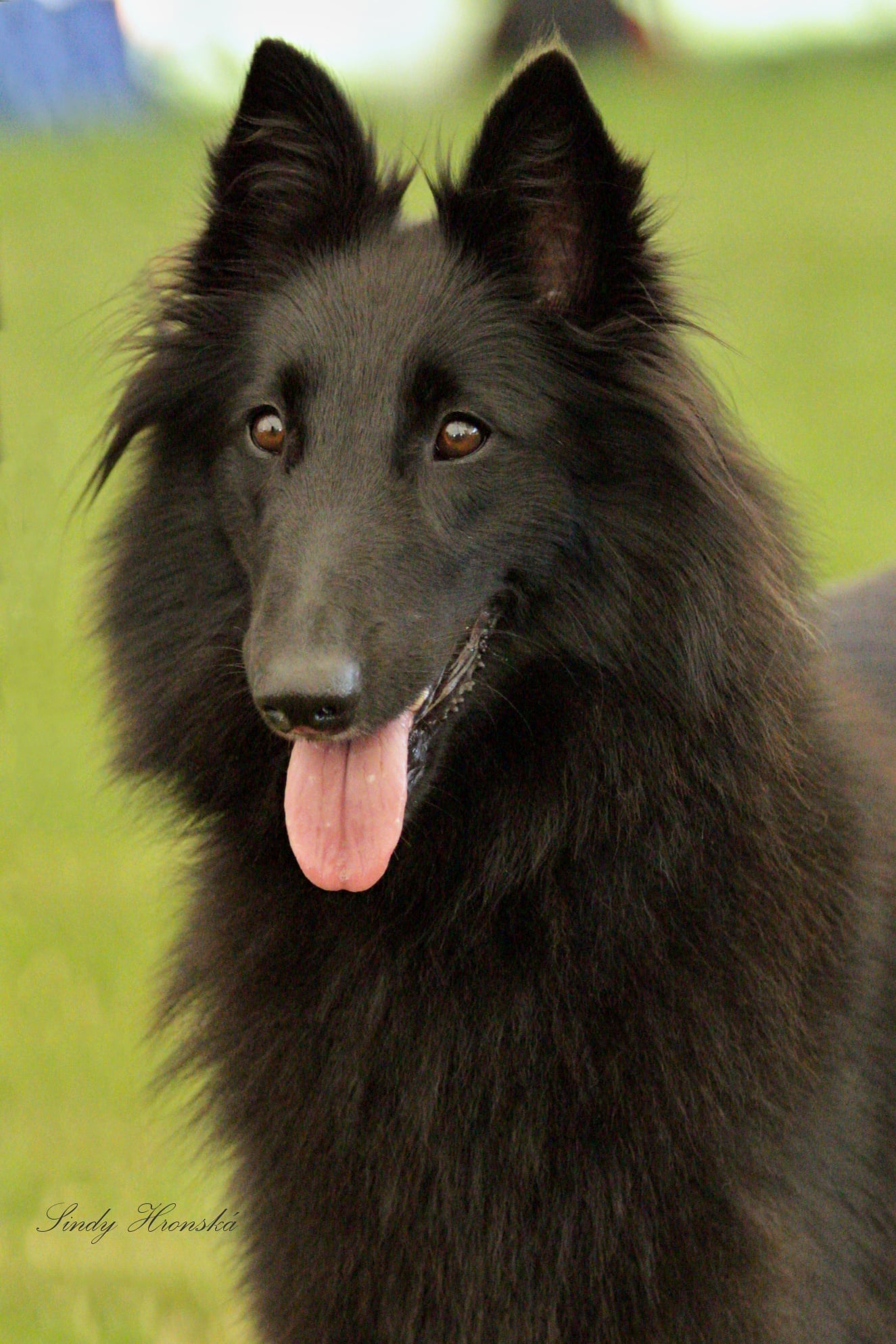 Haru Black Morion
