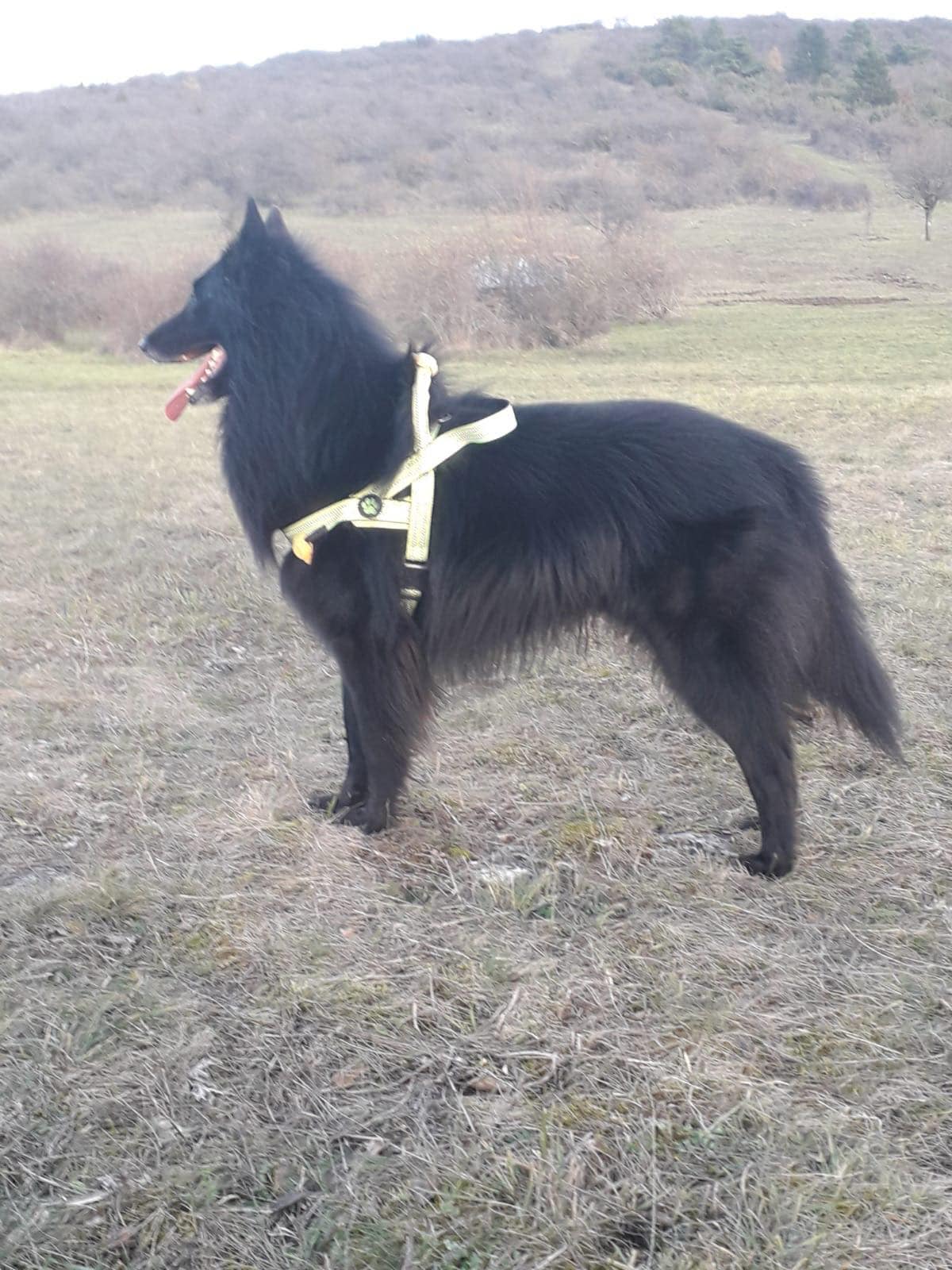 Heimdall