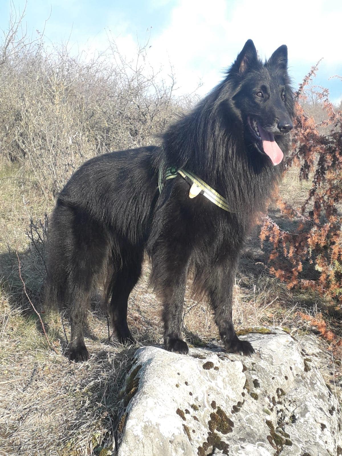 Heimdall