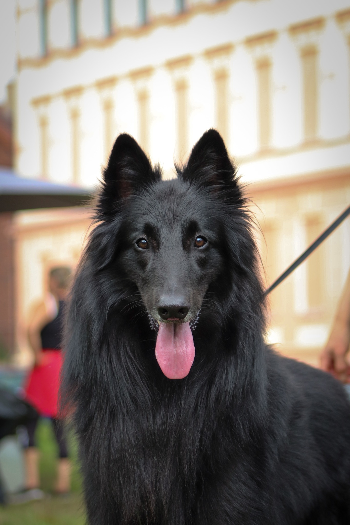 Hannibal Black Morion