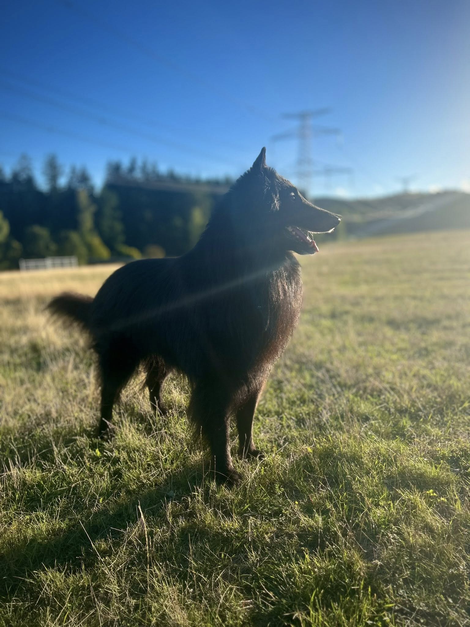 Huckleberry