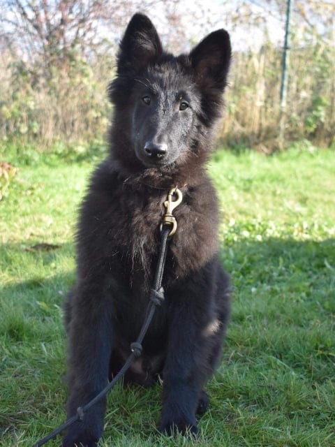 Hunter Black Morion