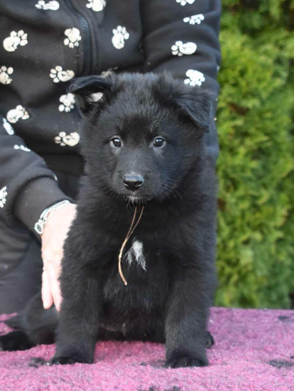 Kaliméro Black Morion