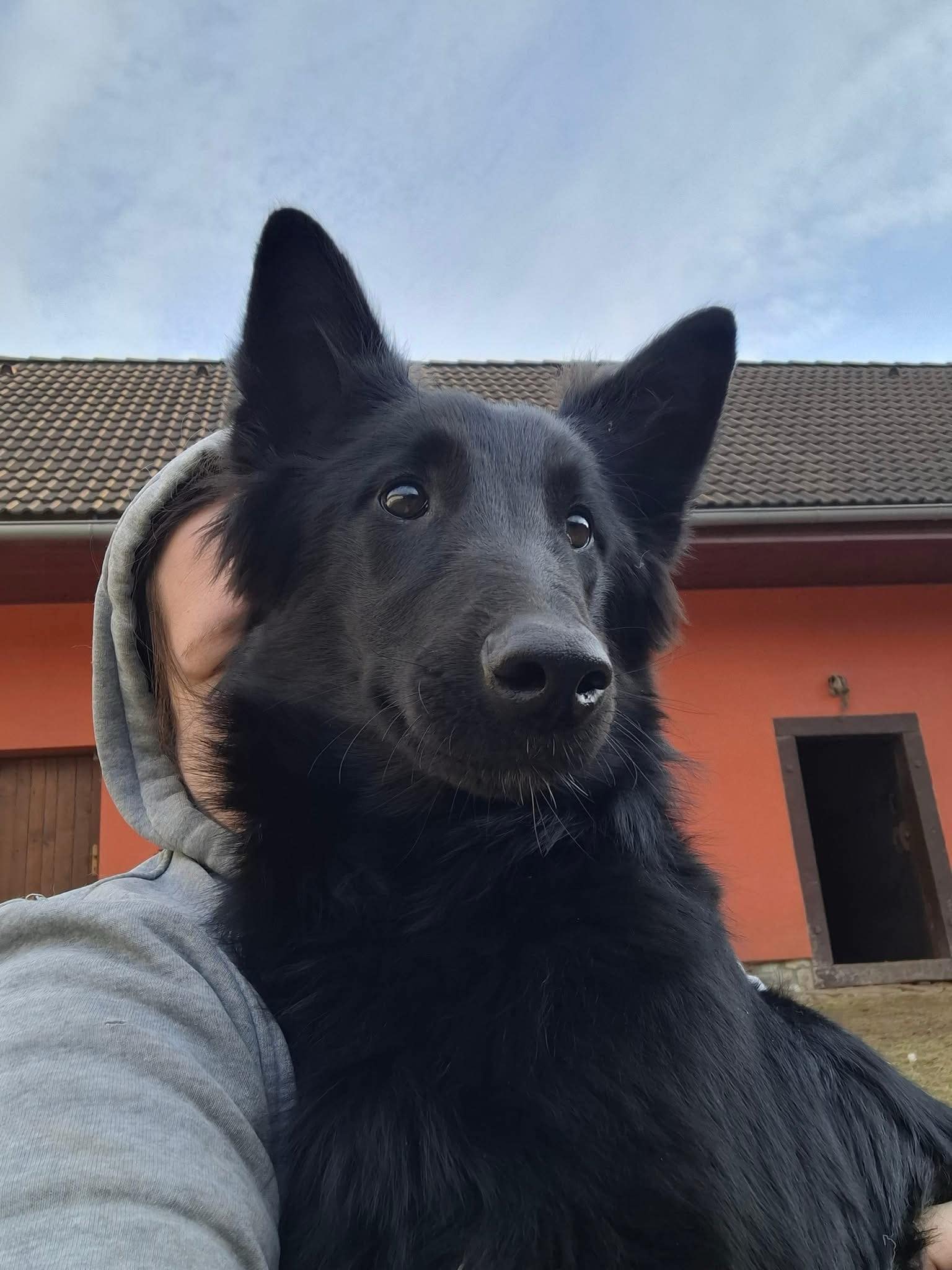 Karramelka Black Morion
