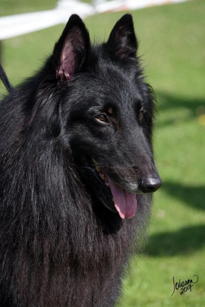 s.r. IntCh. CUERNOS DEL DIABLO Clever Canin