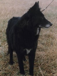 Arabel