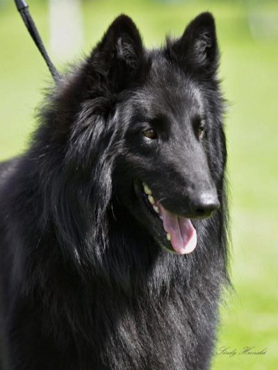 Farkles Black Morion