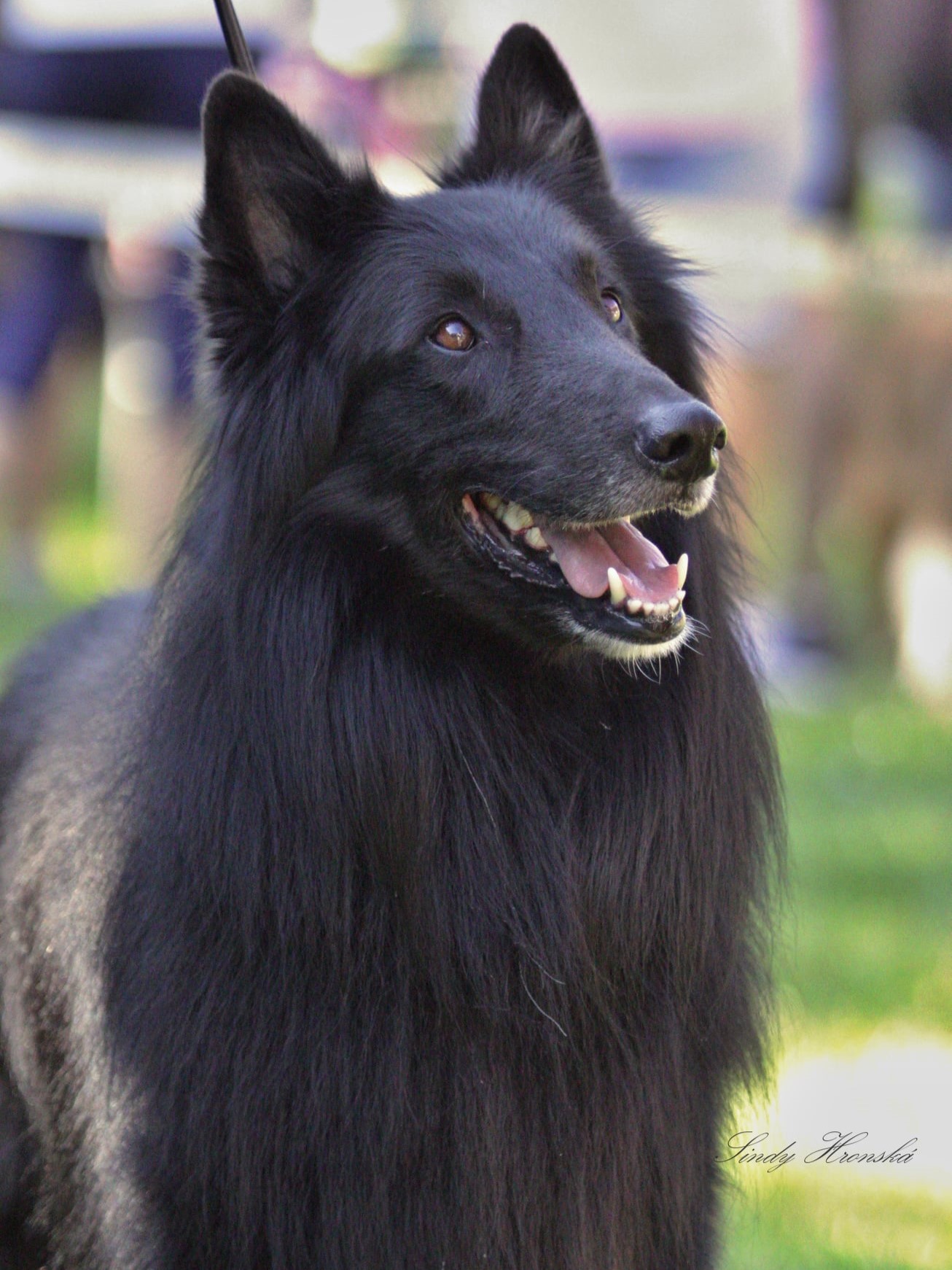 Furcas Black Morion