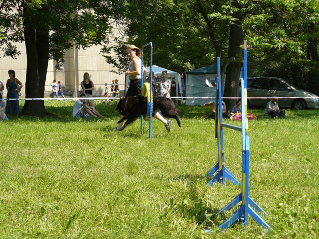 agility 4