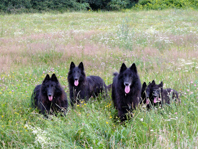 Whole pack