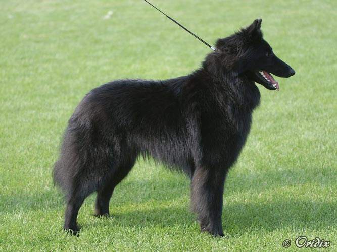 kvìten 2009, Svìtová výstava BO a Klubová výstava KCHBO