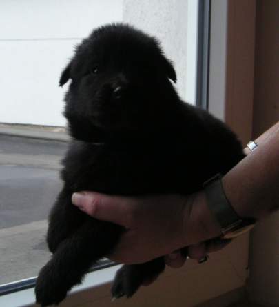3.5 weeks
