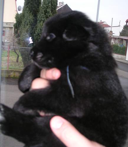 3.5 weeks