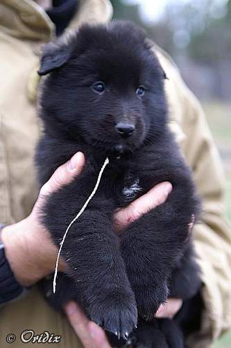 5 weeks