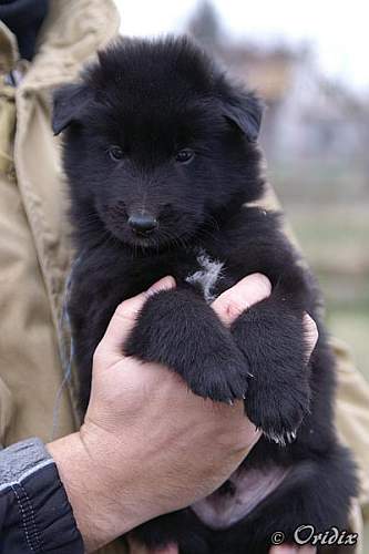5 weeks