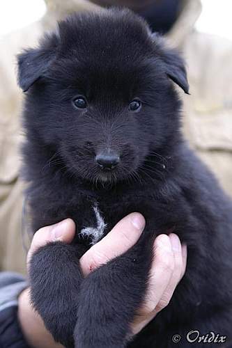 5 weeks