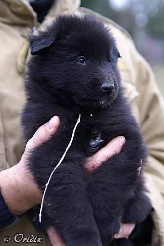 5 weeks