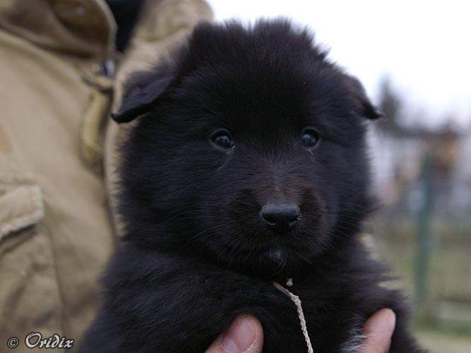 5 weeks