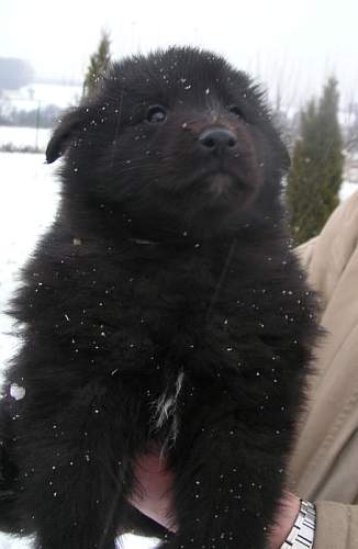 6 weeks