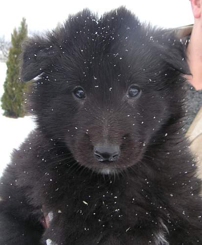 6 weeks