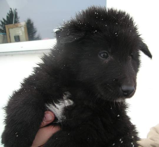 6 weeks