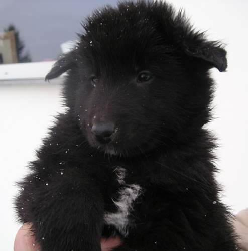 6 weeks