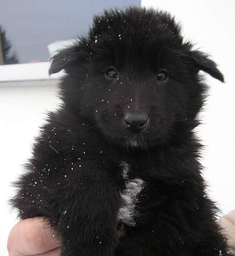 6 weeks