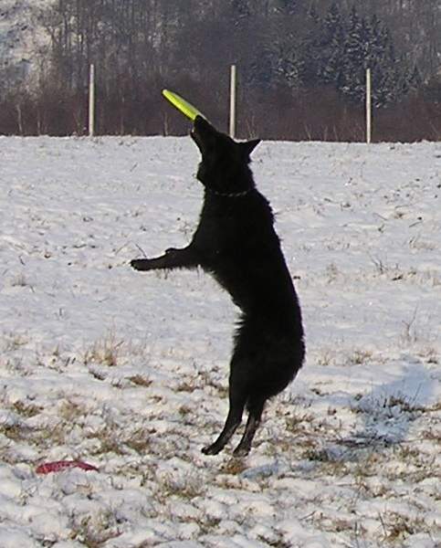 Frisbee training