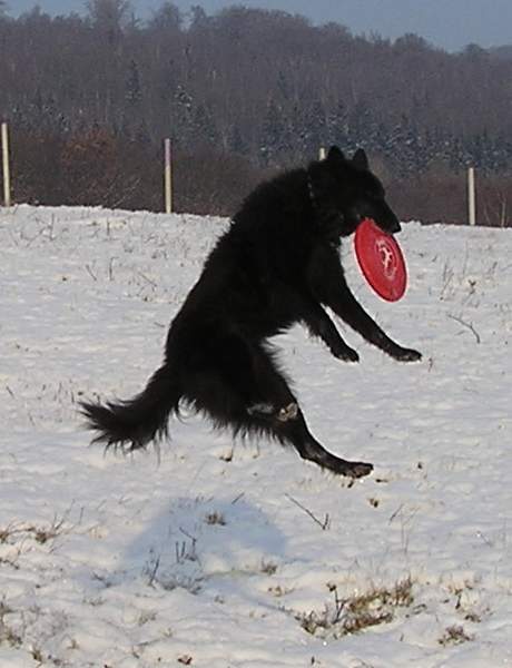 Frisbee training