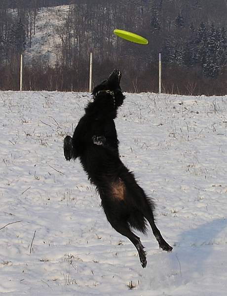 Frisbee training