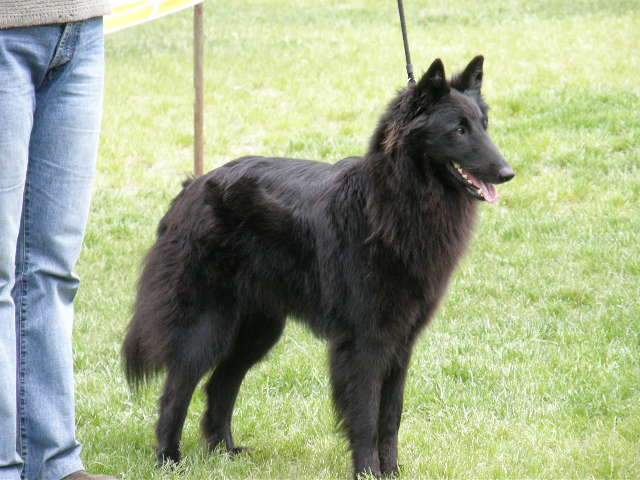 Klubová výstava KCHPBO Kamenný Mlýn, Slovensko - 3 roky