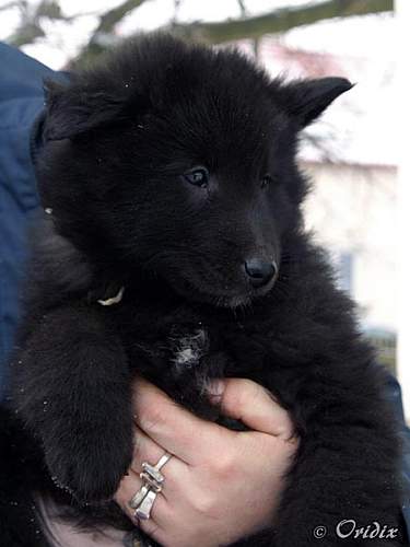 7 weeks