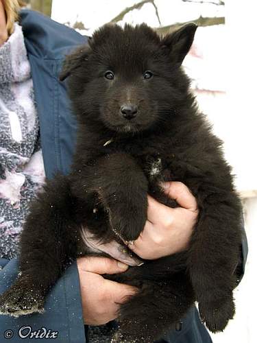7 weeks