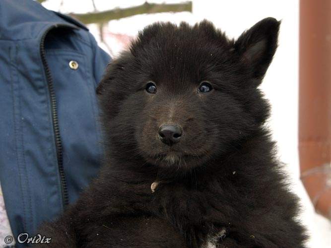 7 weeks