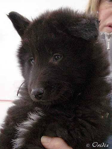 7 weeks