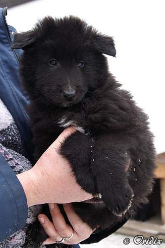 7 weeks