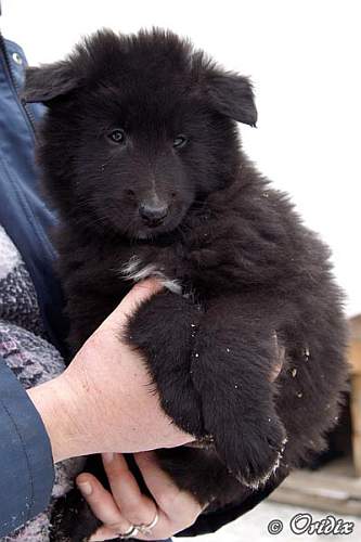 7 weeks