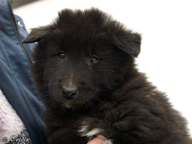 7 weeks