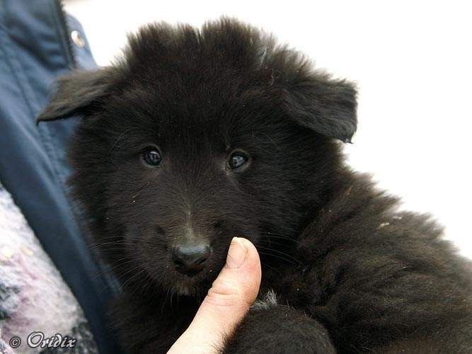 7 weeks