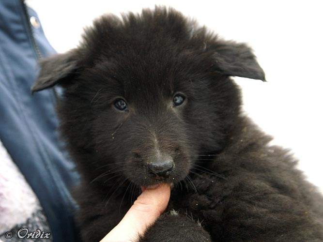 7 weeks