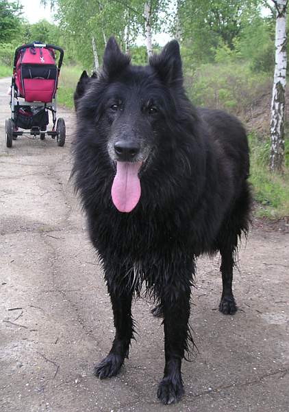 Black Jack (13 let)