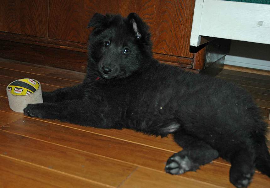 Donatello, Domia, Delois Black Morion (1 year)