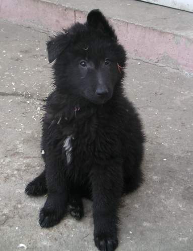9 weeks