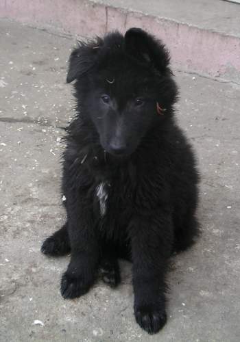 9 weeks