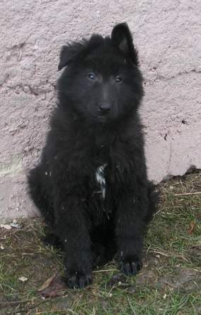 9 weeks